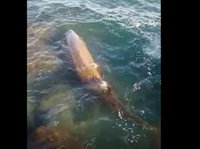 Avistan en Vinaròs un ballenato de Cuvier, un cetáceo de aguas muy profundas que podría estar herido