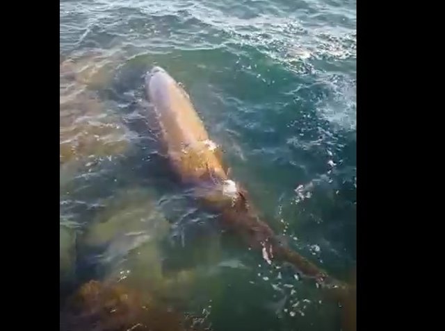 Zifio de Cuvier en la costa de Vinaròs