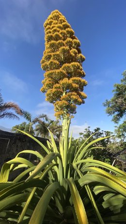 Agave gigante en floración del Jardín Botánico de Puerto de la Cruz