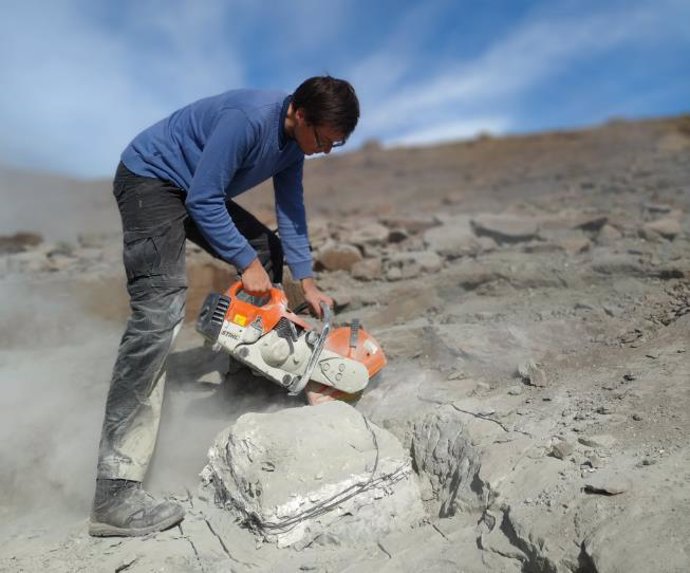 Un dinosaurio de 10 metros y garras de 35 centímetros, excavado en Argentina