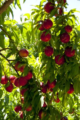 Economía.- La cosecha de fruta de hueso en España será un 12% menor que en 2019,