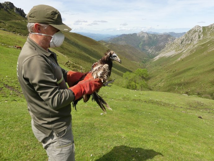 Suelta del ejemplar de alimoche.