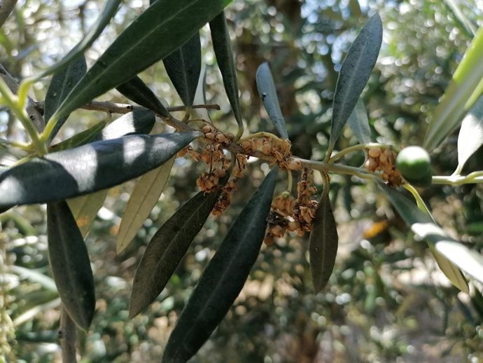 Olivo atacado por prays