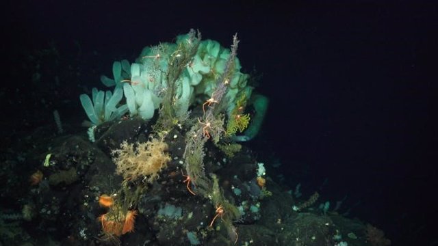 Vida en el mar profundo, por debajo de 200 metros