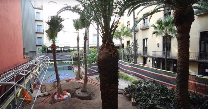 El Ateneu Barcelons traslada cinco palmeras de su jardín a un vivero