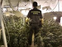 Intervenida una plantación con 243 plantas de marihuana y un detenido en Mengíbar (Jaén)