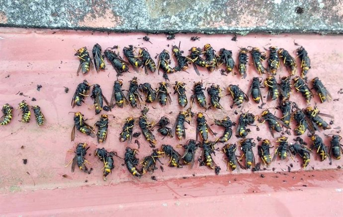 Ejemplares de avispa asiática capturados en Llanes.