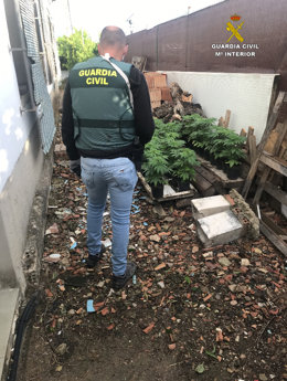 Plantas de marihuana en el interior de una vivienda de Lora del Río (Sevilla) que tenía el joven detenido por la Guardia Civil.