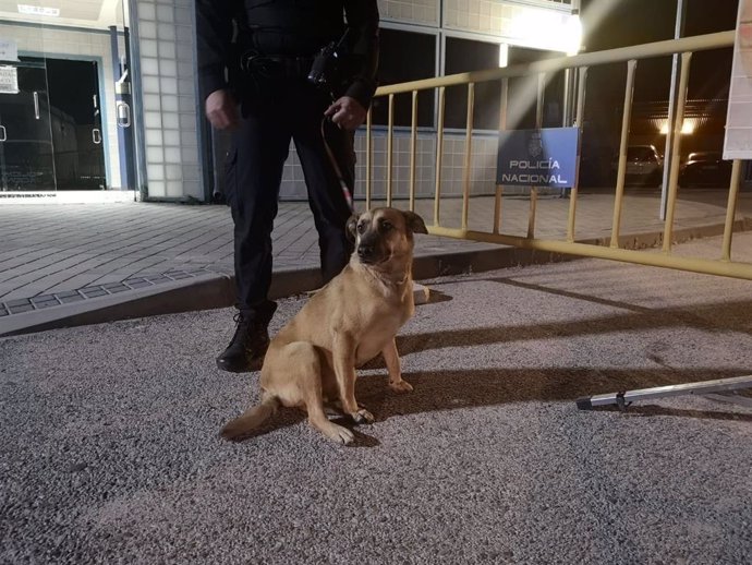 Imagen del perro rescatado por la Policía Nacional.