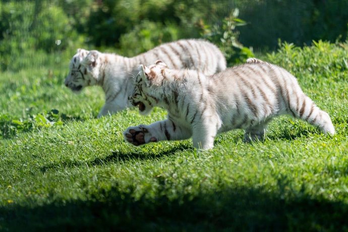Fwd: [Grupoeconomia] Np Nacen Dos Crías De Tigre Blanco, Una Especie En Peligro De Extinción, En Sendaviva
