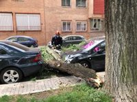 Cae sin provocar heridos una rama de grandes dimensiones sobre varios coches aparcados en Majadahonda