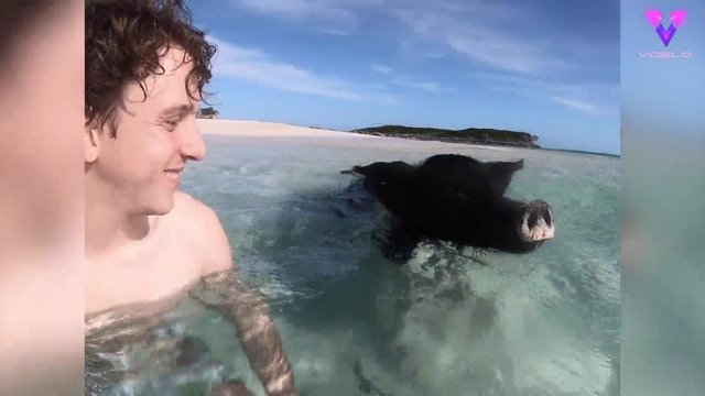 Nadar entre cerdos salvajes es posible en esta remota isla de Las Bahamas