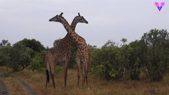 La danza de estas jirafas no es lo que parece