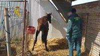 Hallan una yegua y un galgo en avanzado estado de desnutrición en Moguer (Huelva)