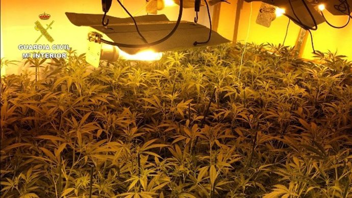 Uno de los cultivos en los que se ha intervenido en la operación 'Viridi LUX'