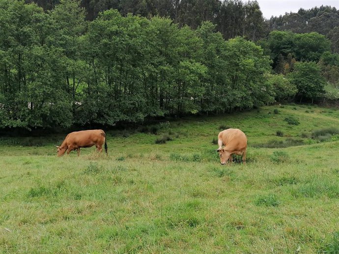 Vacas en un prado de Gozón, Asturias.