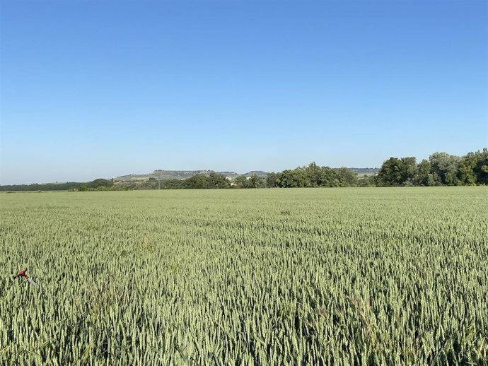 Imagen de un campo de cereal a 27 de mayo de 2020