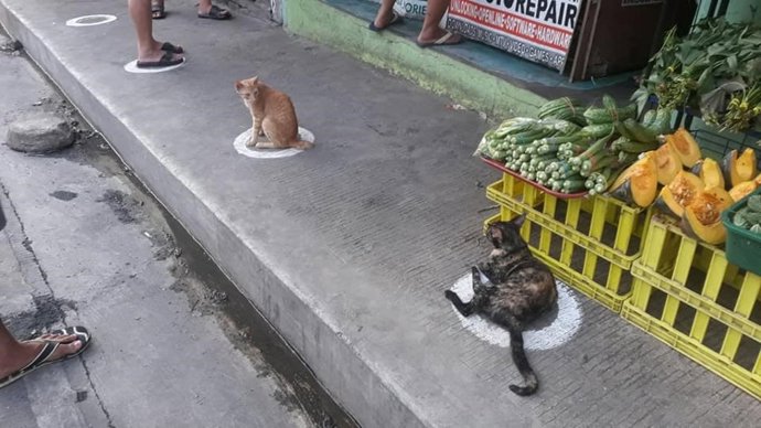 Un grupo de gatos callejeros cumple con las medidas de distanciamiento social en un mercado de Filipinas