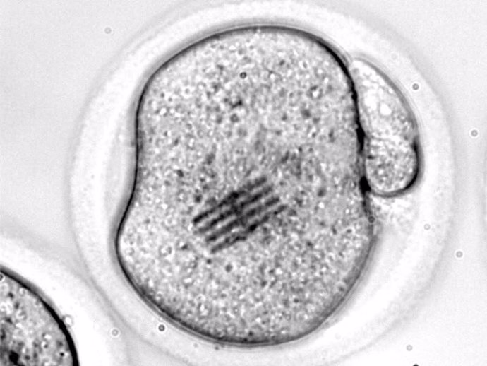 Embrión con un chip en su citoplasma