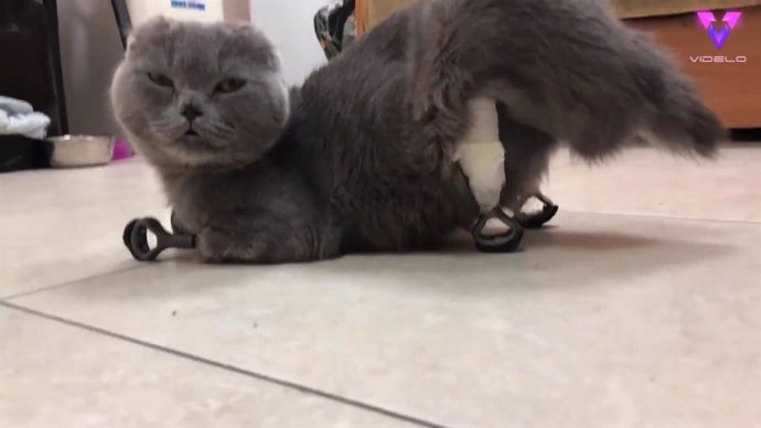 Esta gata puede volver a caminar gracias a unas prótesis 3D