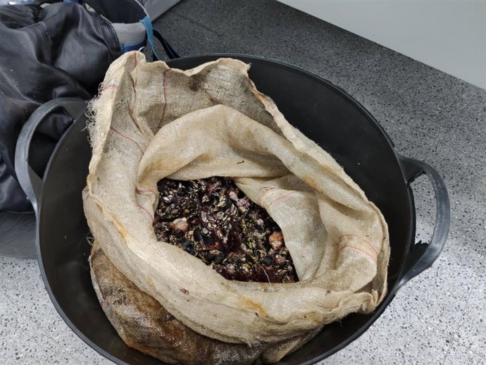 Percebes extraídos de manera ilegal en A Mariña.