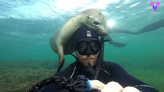 Un fotógrafo captura en vídeo el momento en que un león marino se acerca para jugar con él