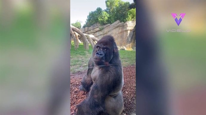 Este gorila no disimula su serio semblante y da la espalda a los visitantes de un zoo
