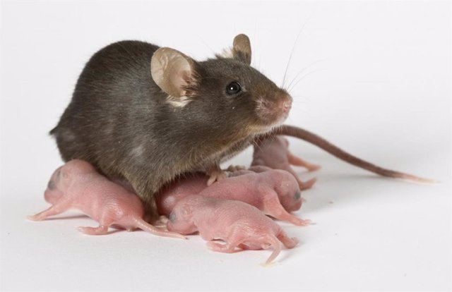 Una rata de laboratorio 