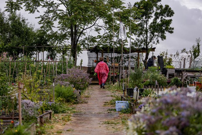 Cvirus.-Huertos urbanos siguen donando su producción a despensas solidarias mien