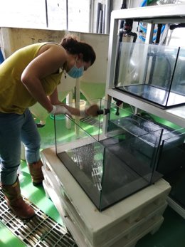 Mallorca inicia un proyecto líder de recuperación de huevos de tiburones y rayas procedentes de la pesca accidental.