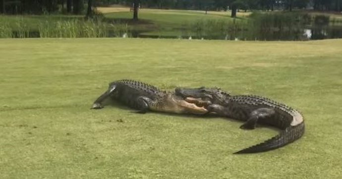 Una pelea entre dos caimanes en un campo de golf en Carolina del Sur