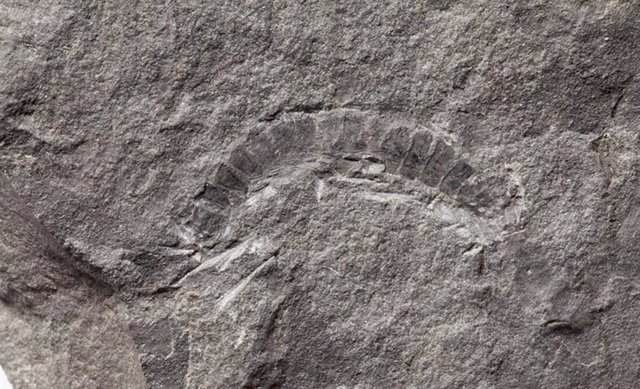 Fósil del Kampecaris obanensis, el más antiguo de un insecto