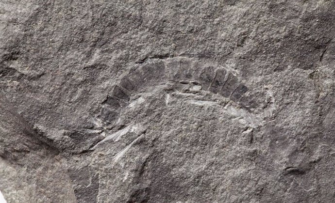El insecto más antiguo del mundo es el milpiés fósil de Escocia