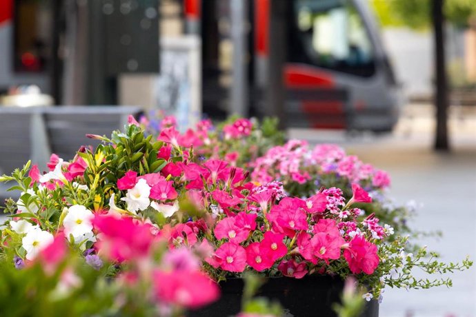 Más de 12.000 plantas con flor embellecen la ciudad en la desescalada