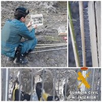 Investigado en Roquetas (Almería) acusado de capturar jilgueros con pegamento