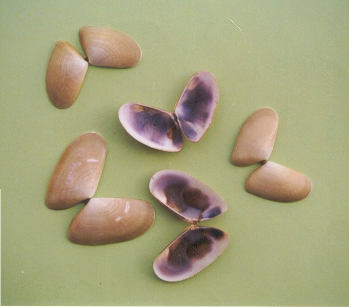 Agricultura modifica el periodo de veda en el Golfo de Cádiz para la captura de 