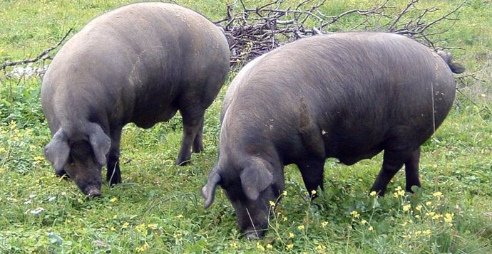Cerdos ibéricos pastando en Extremadura