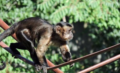 Vuelve Al Zoo De Madrid Un Mono Capuchino Que Se Escapo Anoche Del Recinto Tras Una Discusion Con Su Jefe