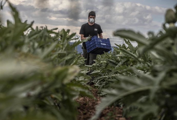 David, el jefe del proyecto de agricultura ecológica "Horta y Salut", trabaja en sus tierras y recoge productos que luego serán distribuidos por él mismo a grupos de consumo, particulares y supermercados de KM 0,