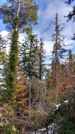 Abetos muertos por la sequía