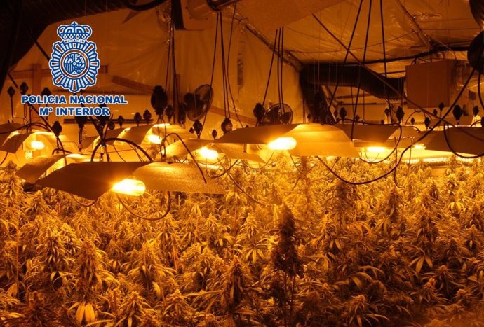 Plantación de marihuana intervenida por la Policía Nacional