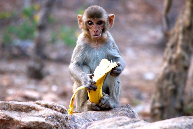 Imagen de archivo de un mono.