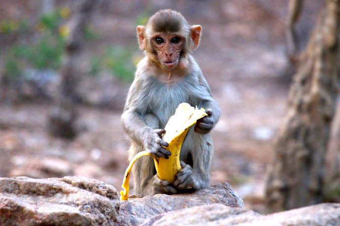 Coronavirus.- Varios monos roban muestras de pacientes ingresados por COVID-19 e