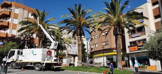 Jaén.- Ayuntamiento trata más de 420 palmeras para evitar propagación del picudo