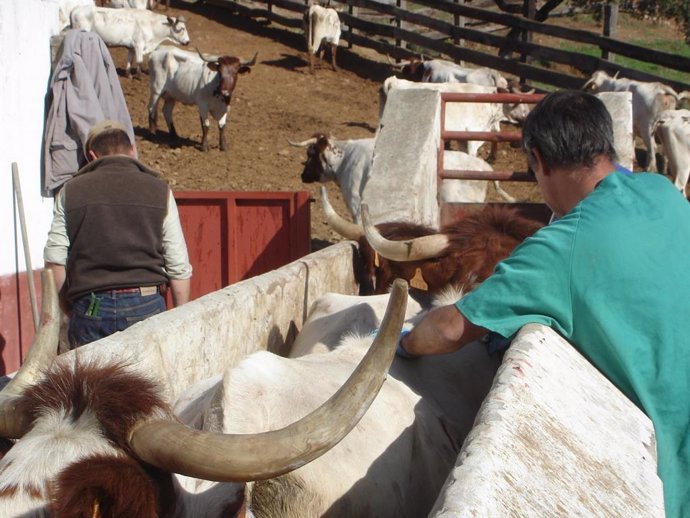 La Junta respalda la ejecución de programas de sanidad animal con 4,6 millones e