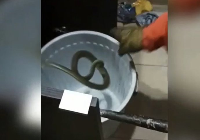 Rescate de una culebra en un edifico de L'Eliana