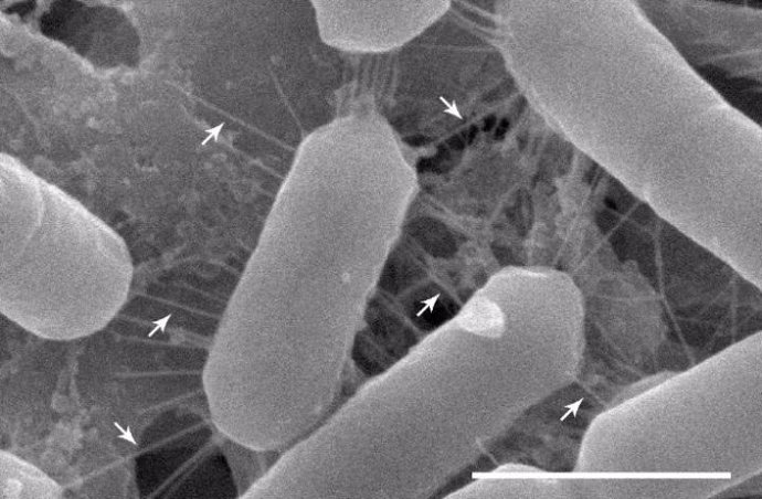 Imagen de microscopía electrónica de barrido de la cepa Lacticaseibacillus casei AMBR2 de la nariz muestra fimbrias largas con forma de espiga que permiten que las bacterias se adhieran a la superficie celular.