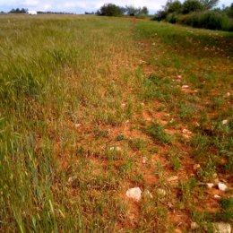 Un campo de cereal comido por la fauna en la Alcarria madrileña