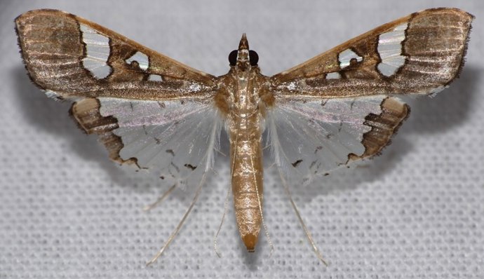 Los insectos se encuentran más amenazados por el cambio climático de lo que se p