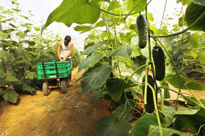 Mercadona prevé comprar más de 13.300 toneladas de pepino murciano para la campa